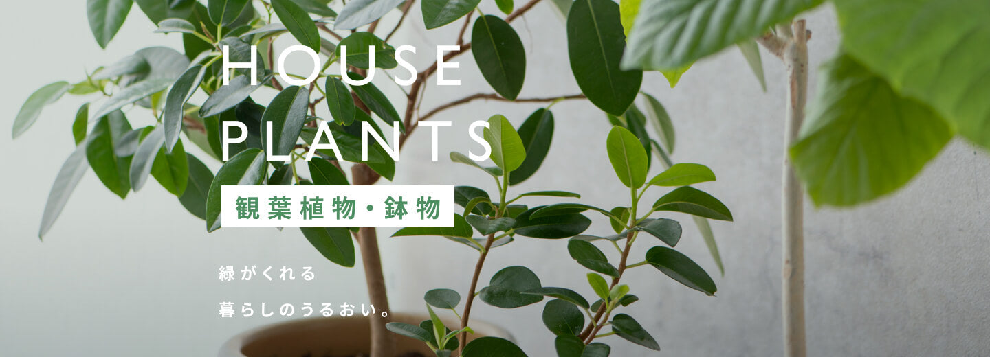 観葉植物・鉢物