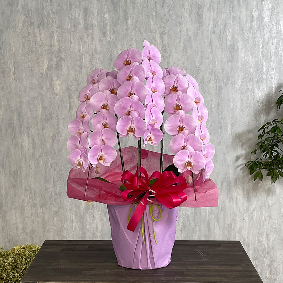 3本立ちピンク系胡蝶蘭