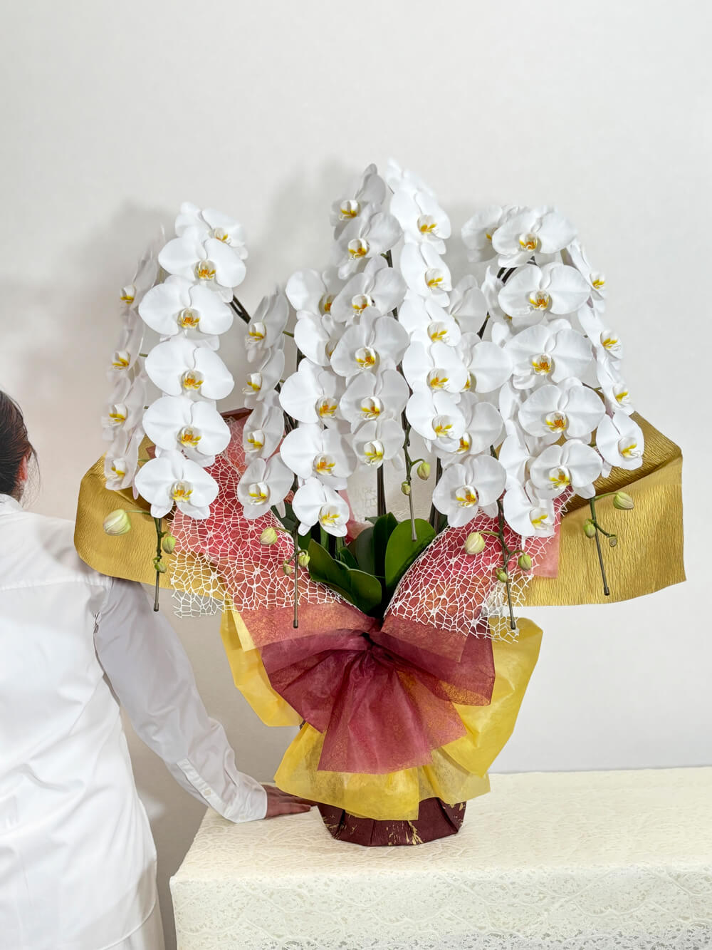 豪華5本立ち白胡蝶蘭