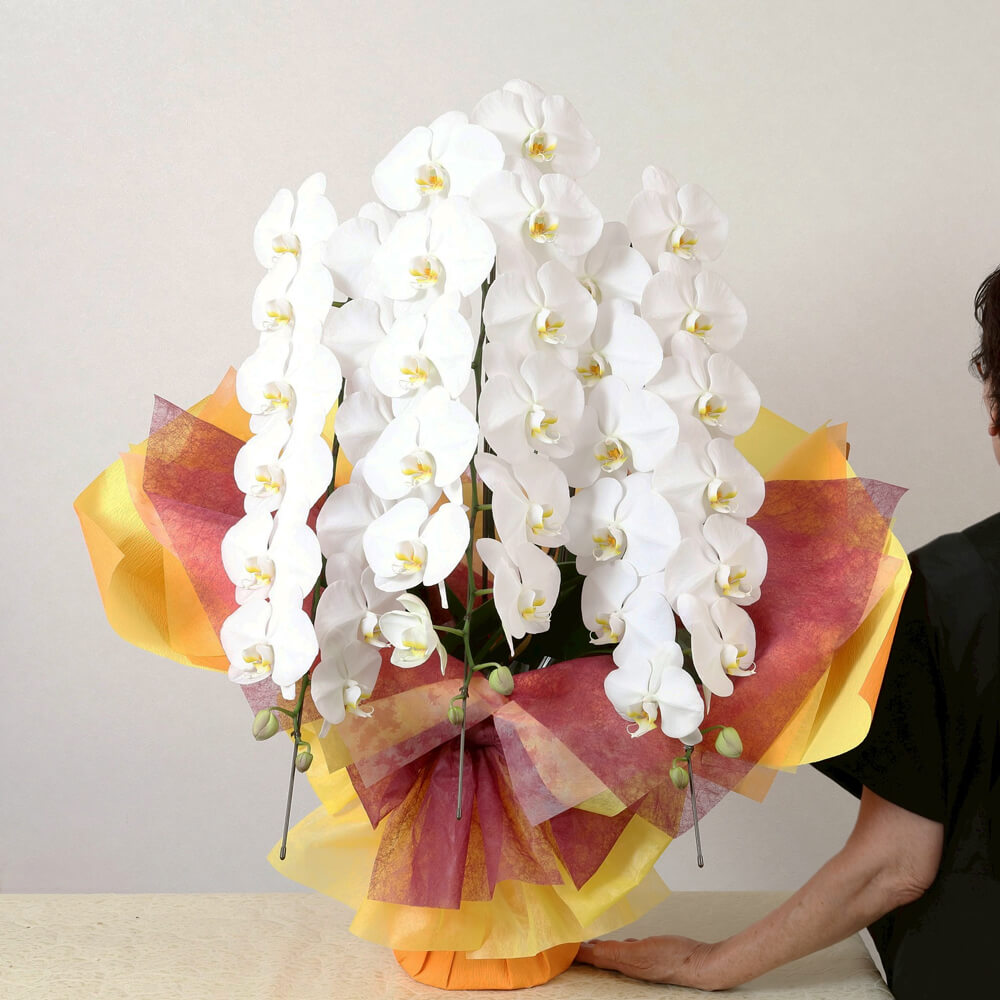 3本立ち白胡蝶蘭