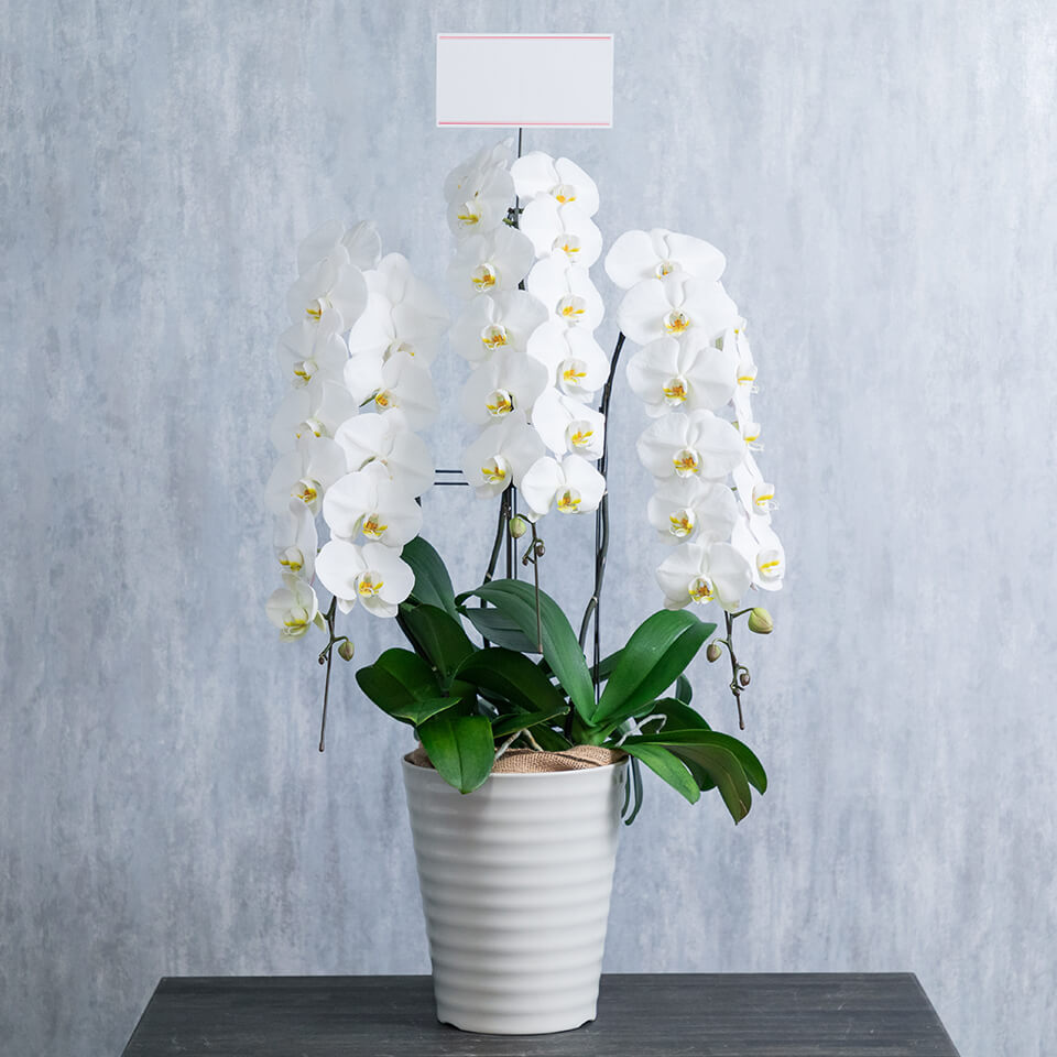 3本立ち白胡蝶蘭