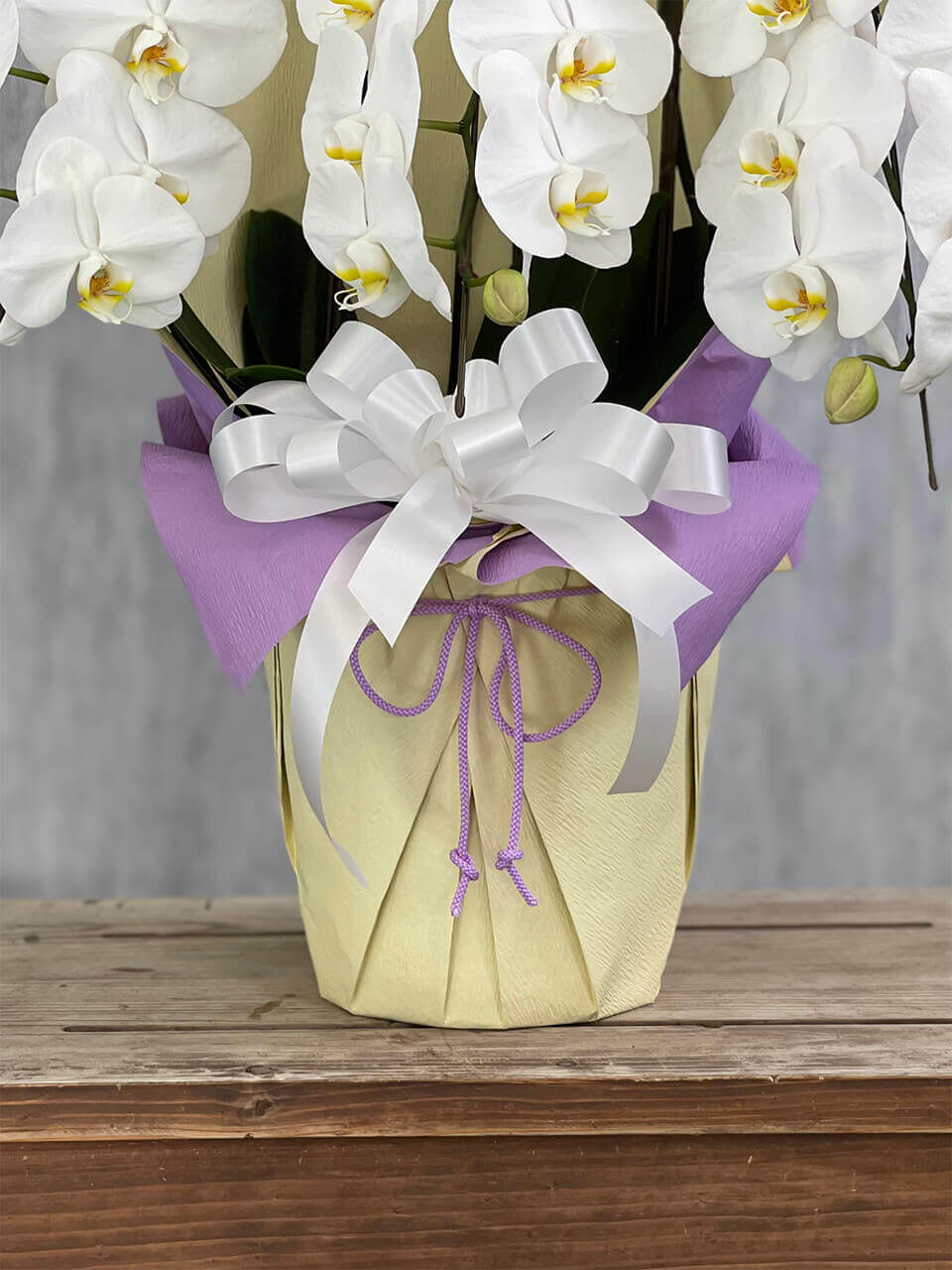 3本立ち白胡蝶蘭