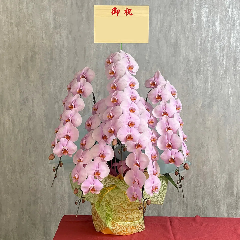 豪華5本立ちピンク系胡蝶蘭