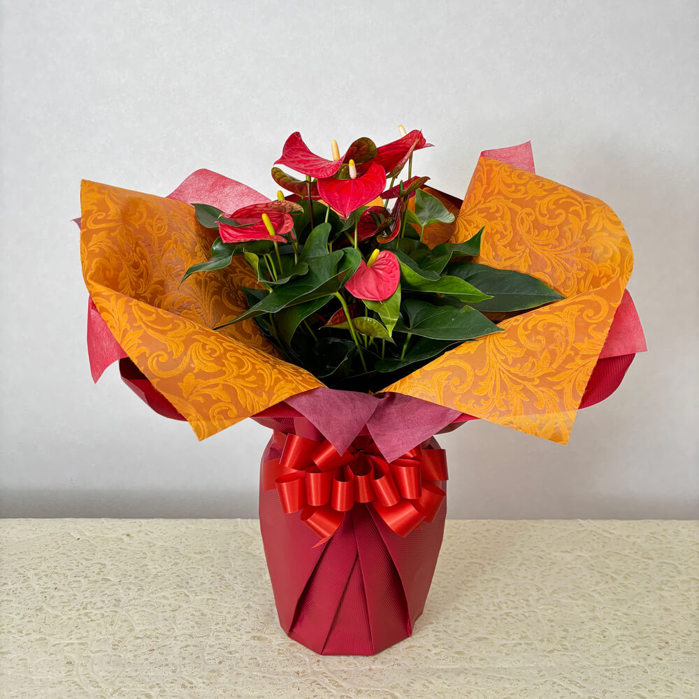 赤系アンスリューム