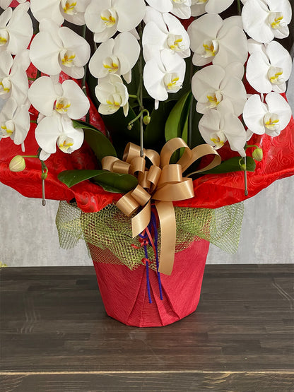 5本立ち白胡蝶蘭