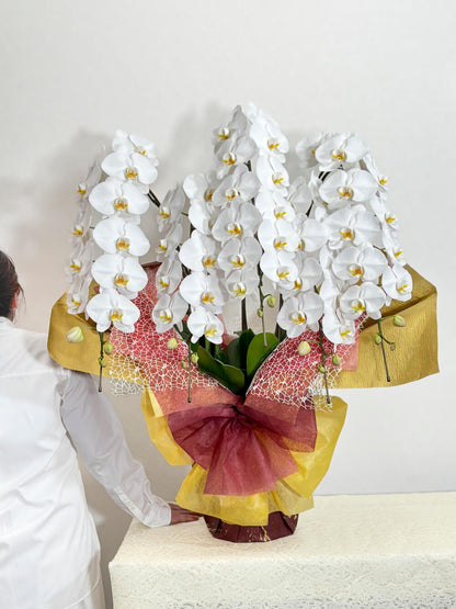 豪華5本立ち白胡蝶蘭