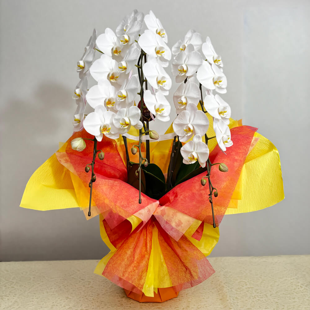 3本立ち白胡蝶蘭