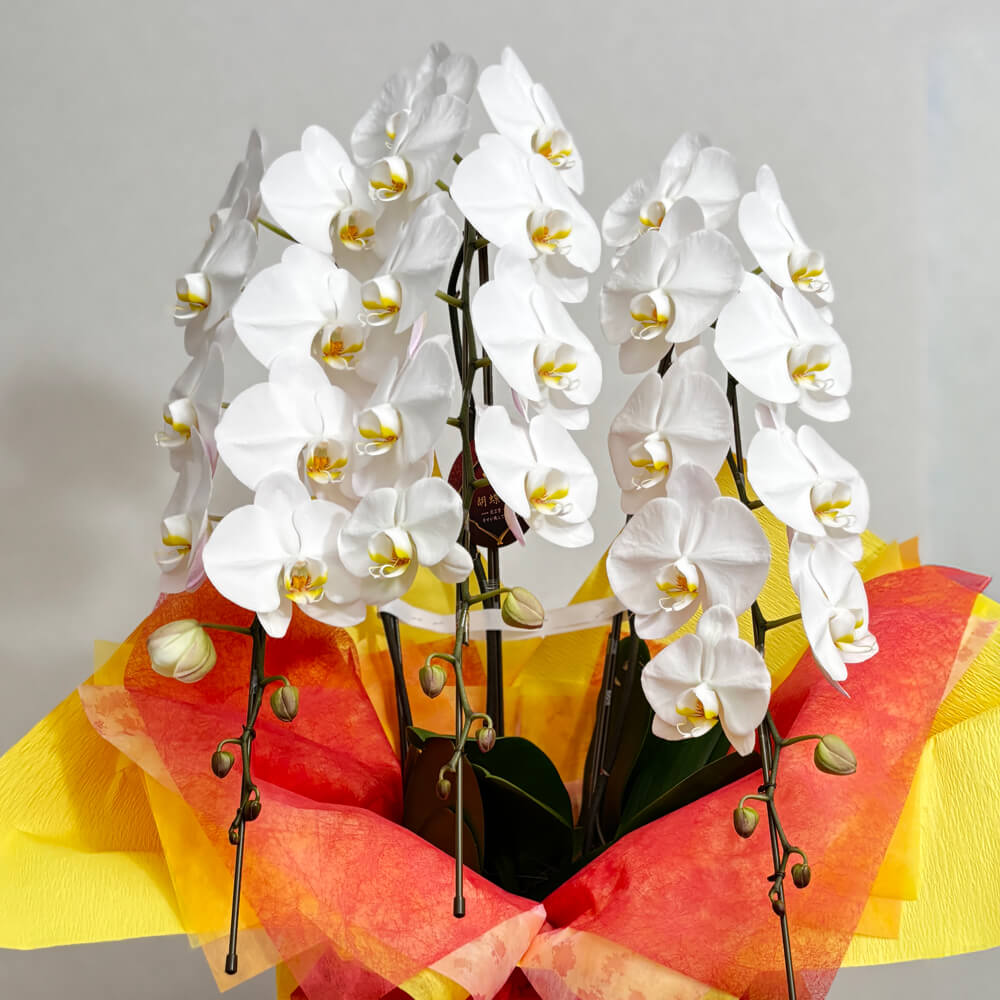 3本立ち白胡蝶蘭