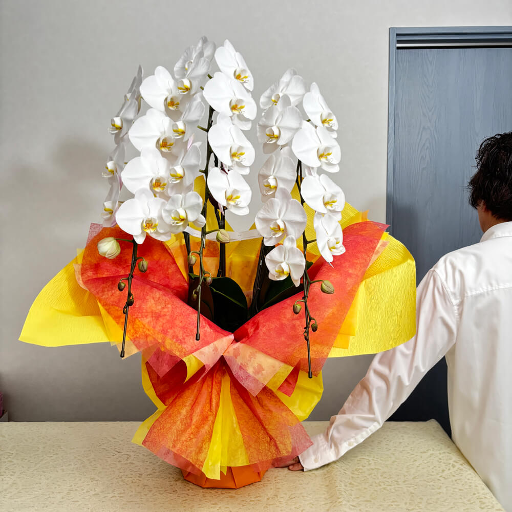 3本立ち白胡蝶蘭