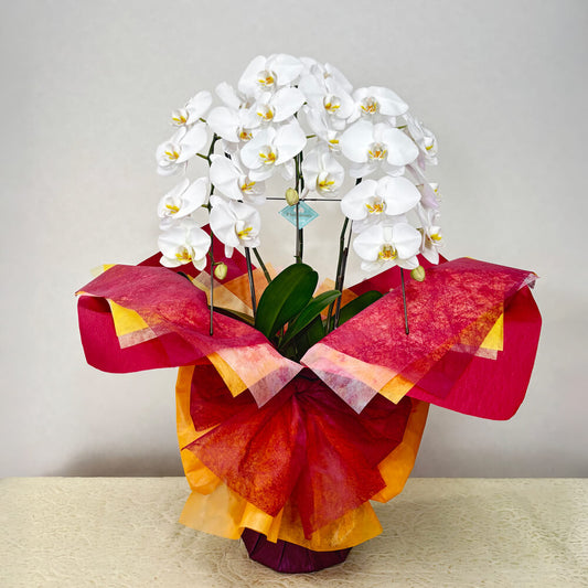 3本立ち白胡蝶蘭