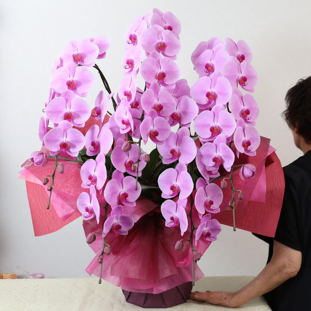 豪華5本立ちピンク系胡蝶蘭