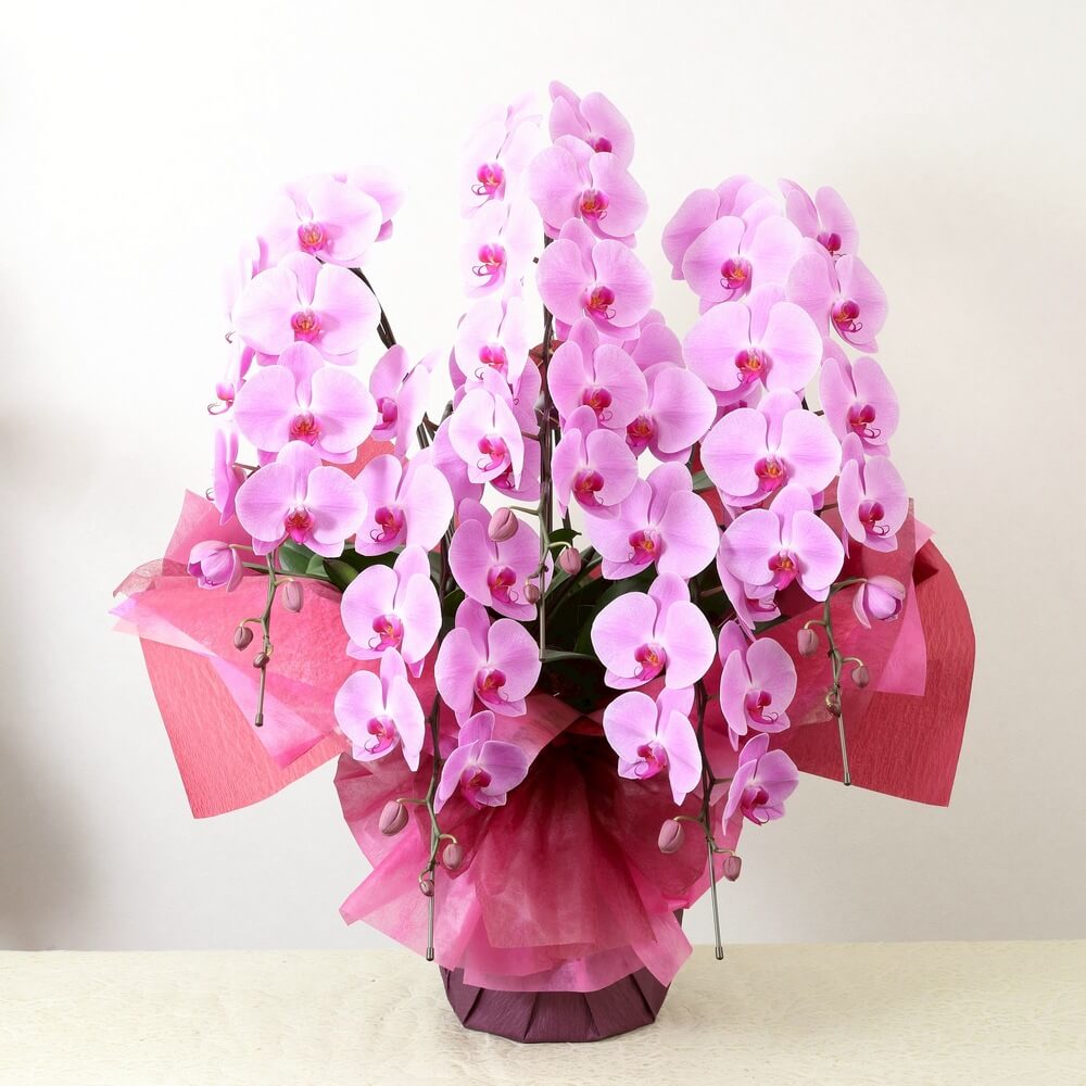 豪華5本立ちピンク系胡蝶蘭