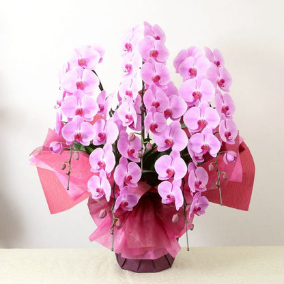 豪華5本立ちピンク系胡蝶蘭