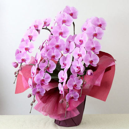 豪華5本立ちピンク系胡蝶蘭
