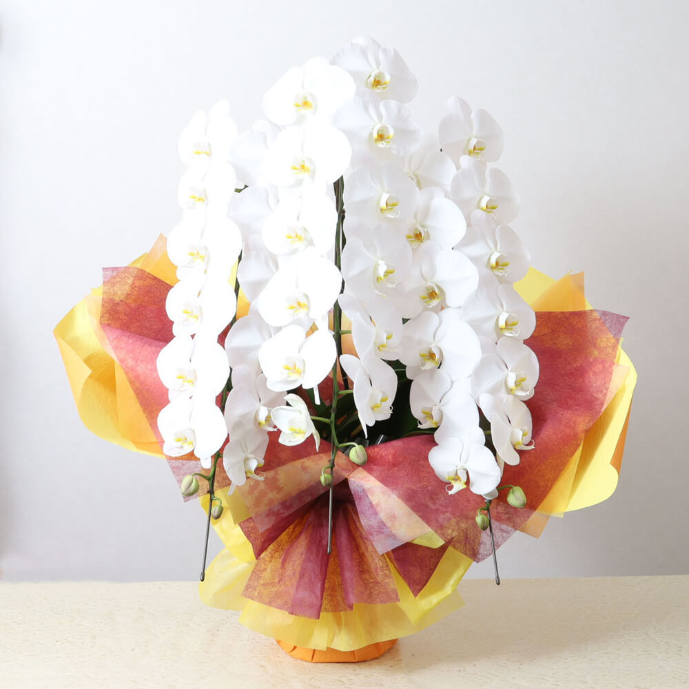 3本立ち白胡蝶蘭