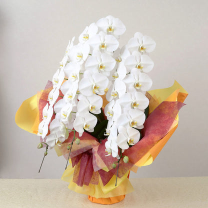 3本立ち白胡蝶蘭