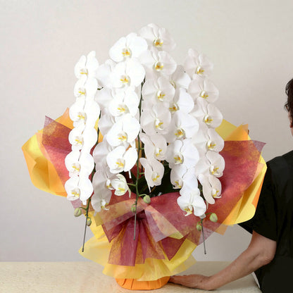 3本立ち白胡蝶蘭