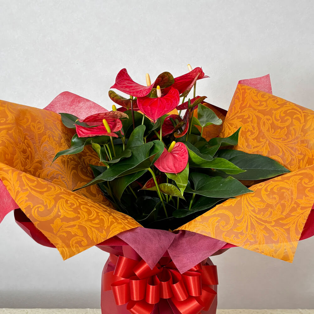 赤系アンスリューム