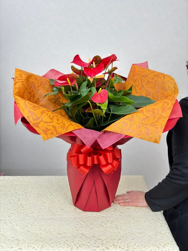 赤系アンスリューム