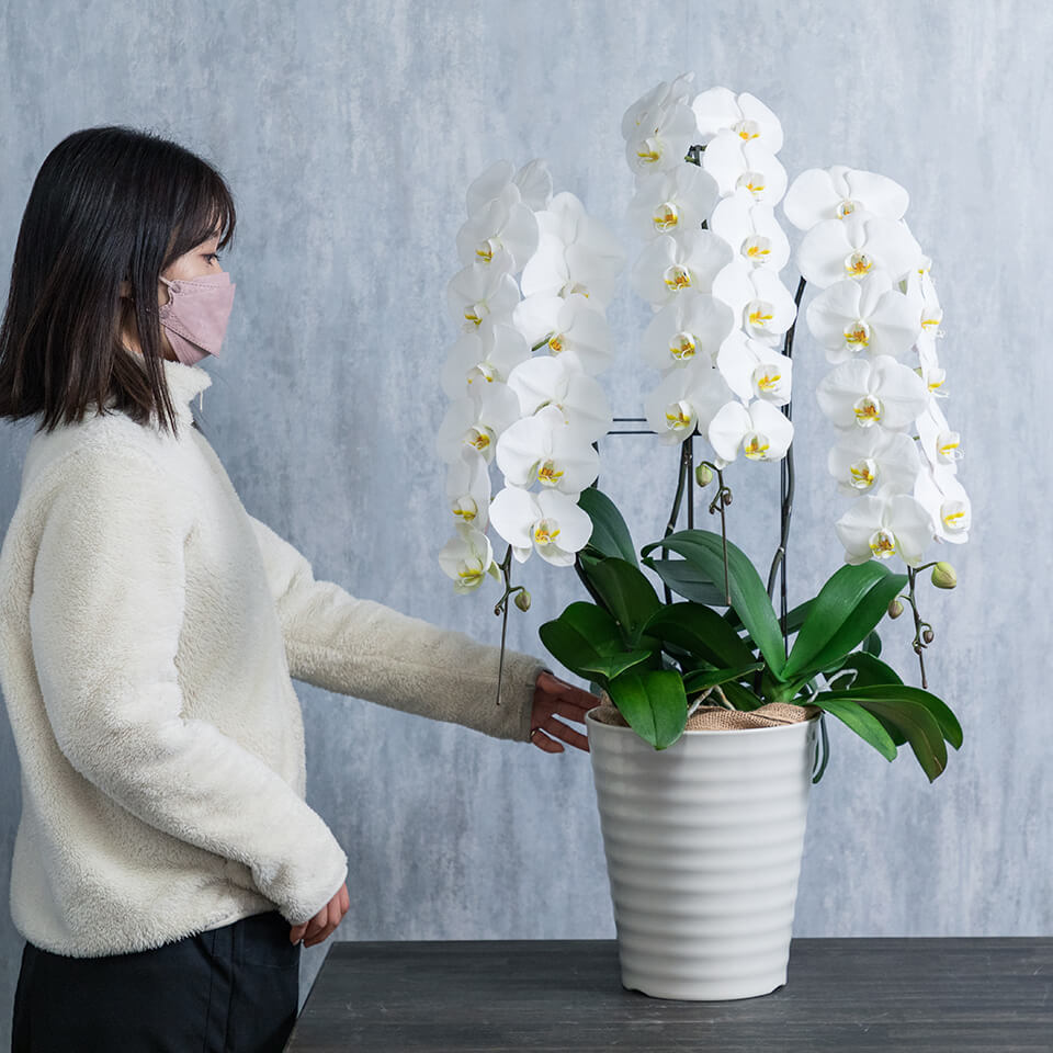 3本立ち白胡蝶蘭