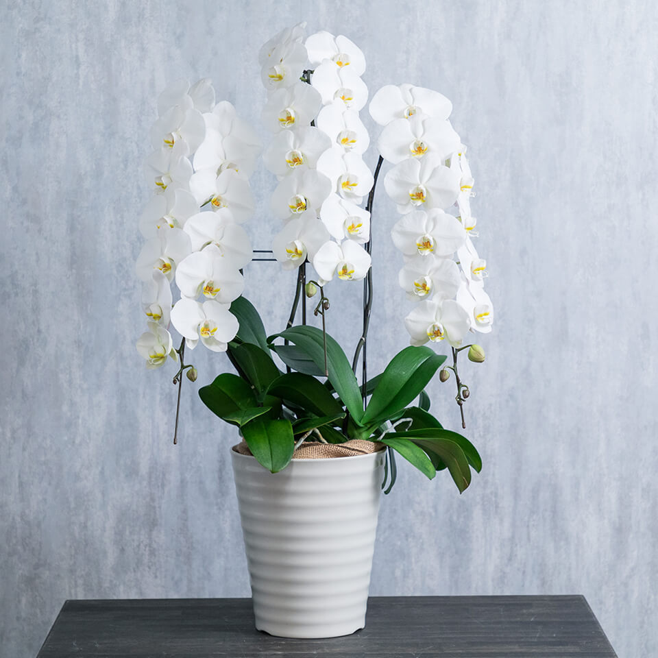 3本立ち白胡蝶蘭