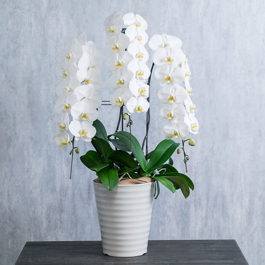 3本立ち白胡蝶蘭