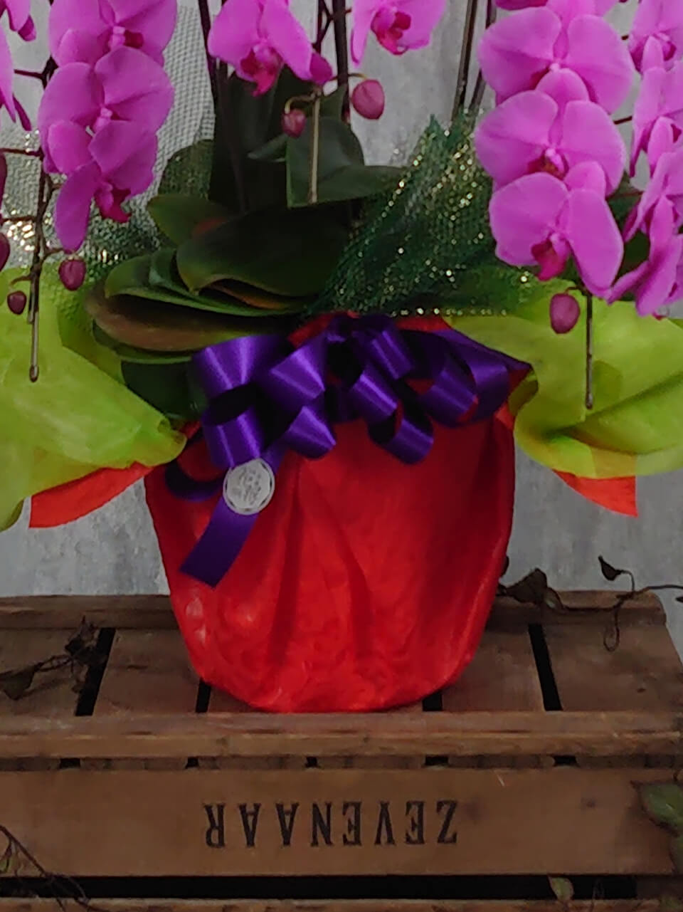 3本立ちピンク系胡蝶蘭