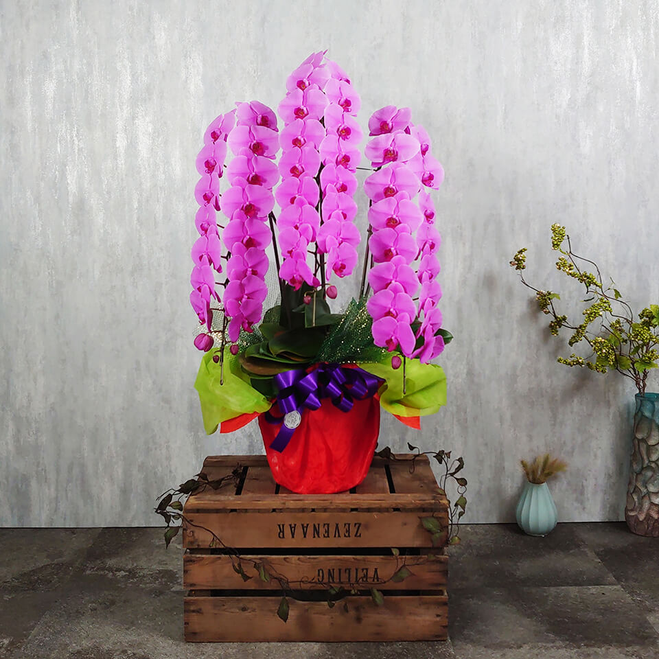 3本立ちピンク系胡蝶蘭