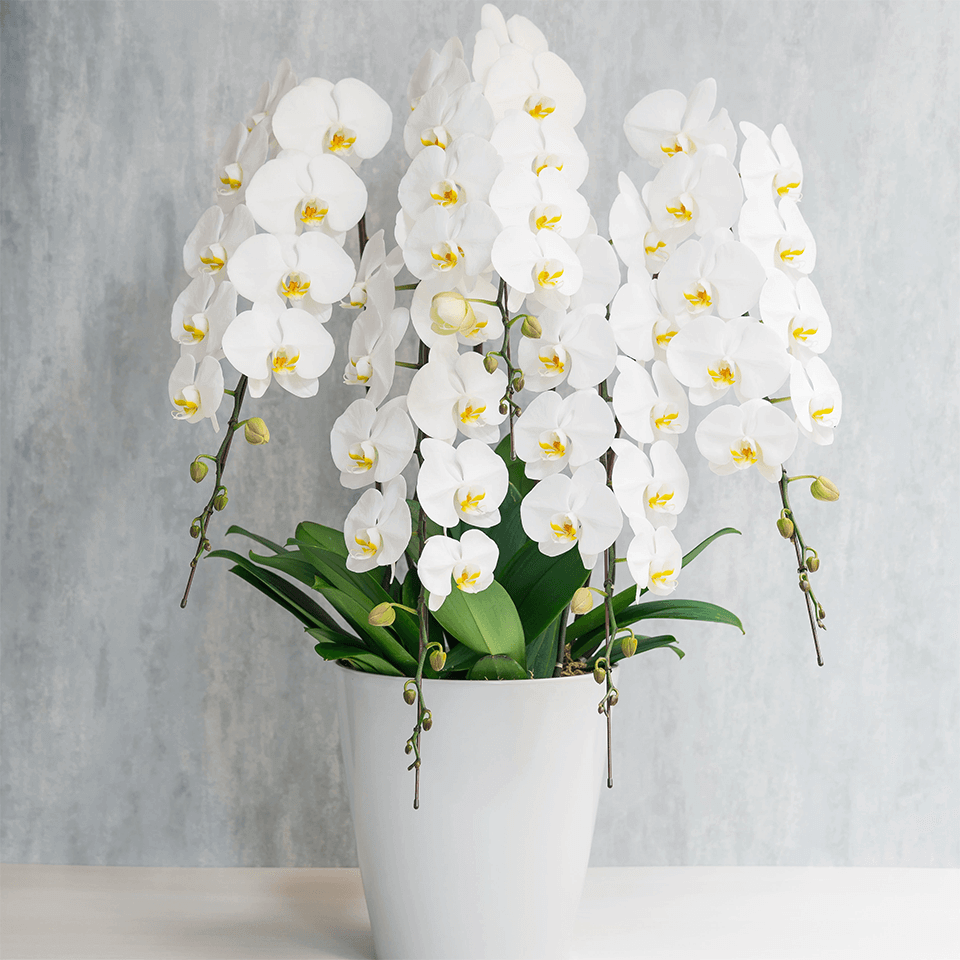5本立ち白胡蝶蘭