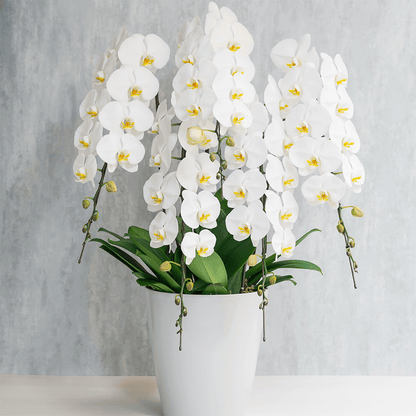 5本立ち白胡蝶蘭