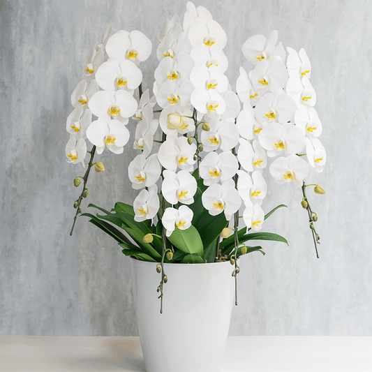 5本立ち白胡蝶蘭