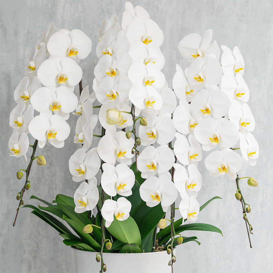 5本立ち白胡蝶蘭