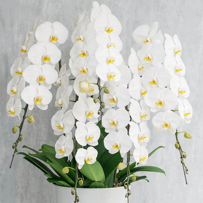 5本立ち白胡蝶蘭