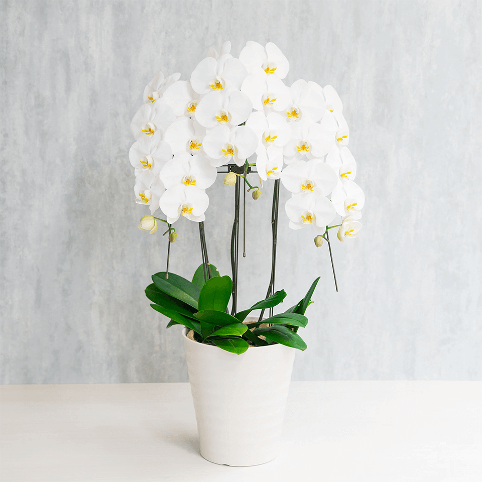 3本立ち白胡蝶蘭