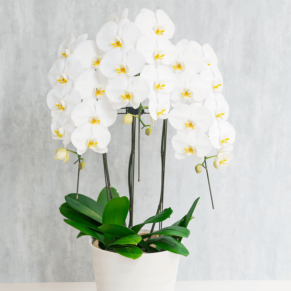 3本立ち白胡蝶蘭