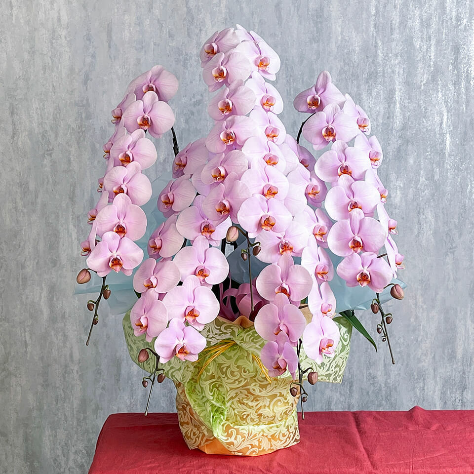 豪華5本立ちピンク系胡蝶蘭