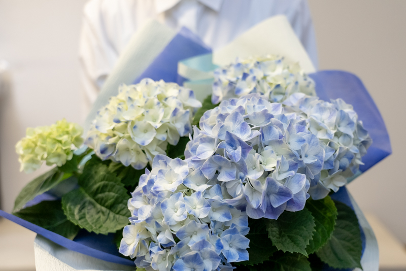 紫陽花